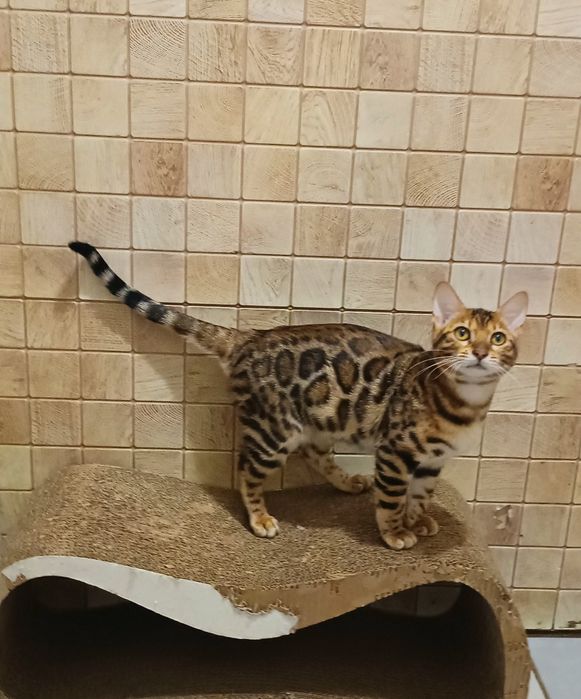 Дівчинка красуня бенгалочка