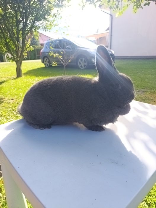 Wiedeński Niebieski WN Samica