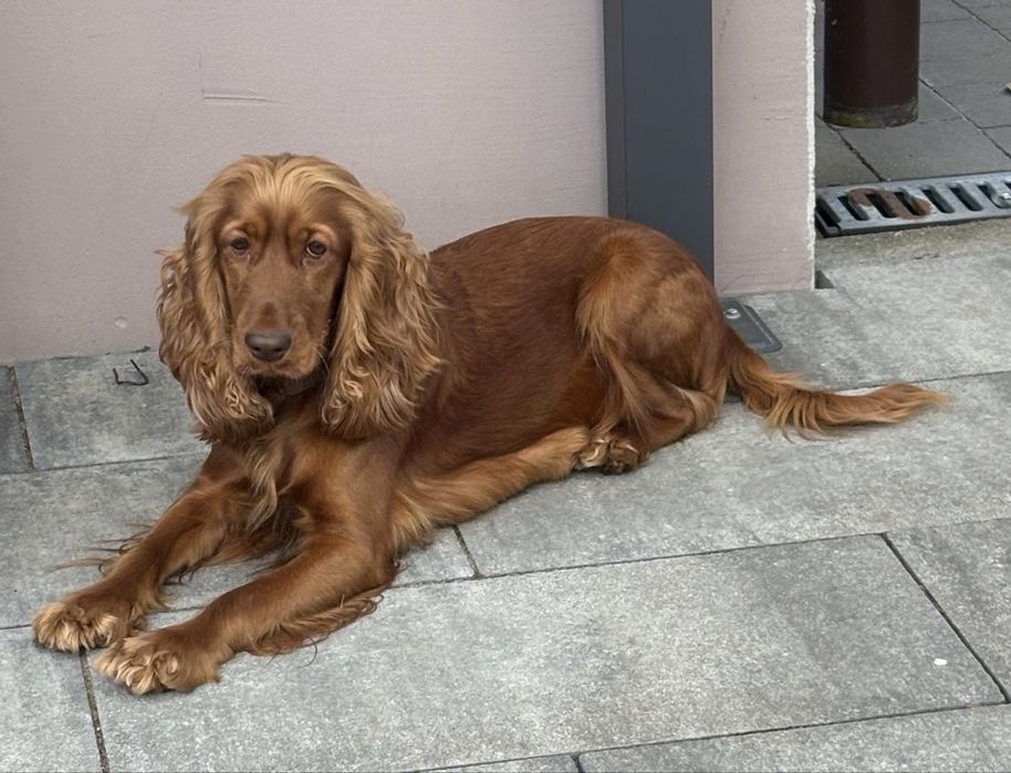Cocker Spaniel Angielski - piesek