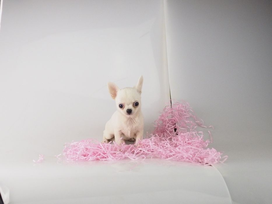Chihuahua mini długowłosy , gładki