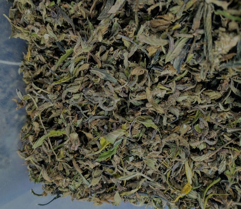 Susz CBD od producenta zmielony joint PreRolls 1kg