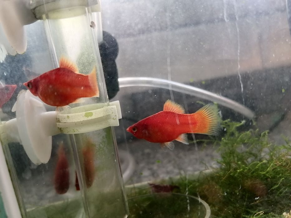 Peixes Platys laranja machos e fêmeas