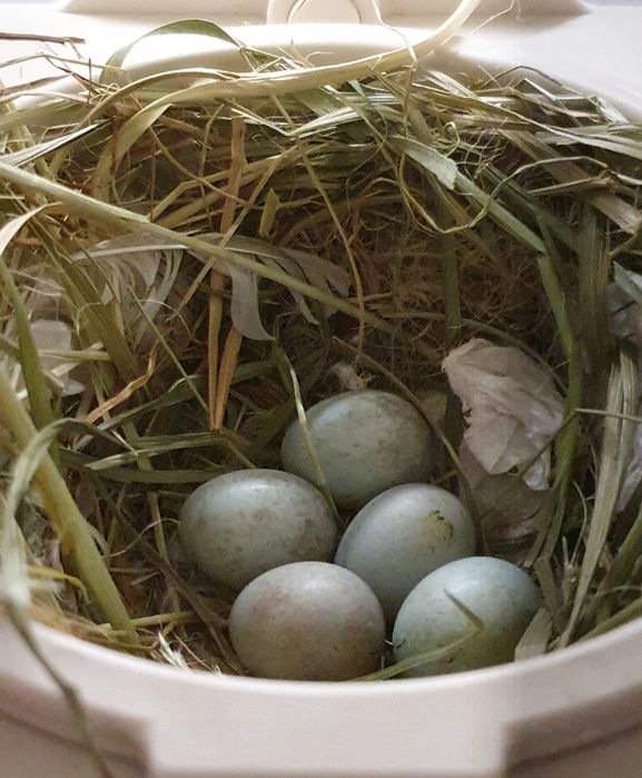 Kanarki wodnotokowe Malinois