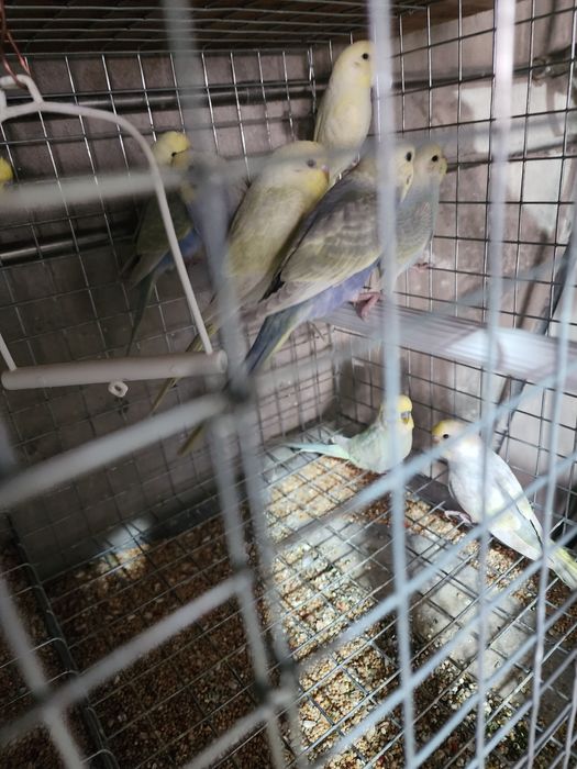 Piriquitos australianos arco íris mutações de 2025