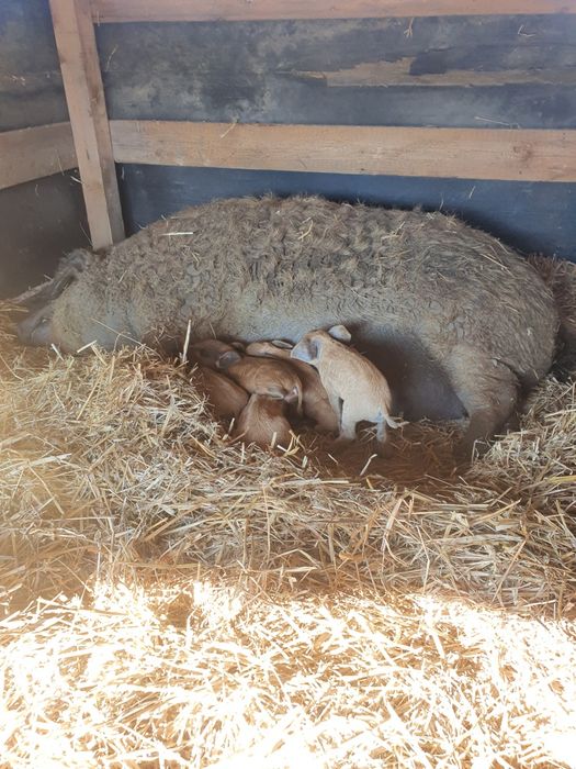 Swojskie wędliny z wolnego wybiegu Mangalica Duroc Złotnicka
