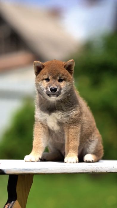 Чудові Діти шиба-іну