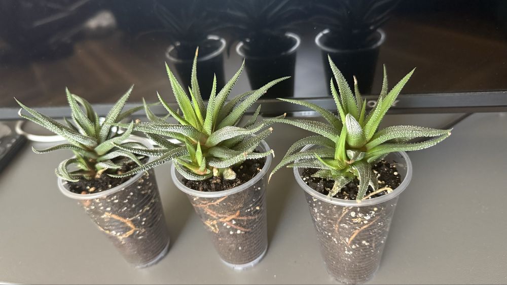 Хавортія смугаста суккулент з дітками hawortia