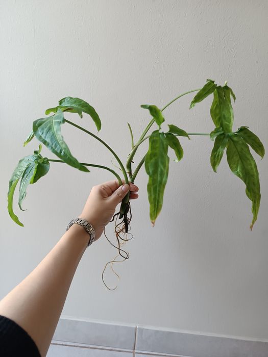 Syngonium Angustatum