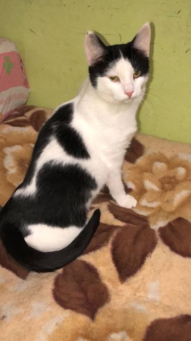 Котик в добрые руки бесплатно