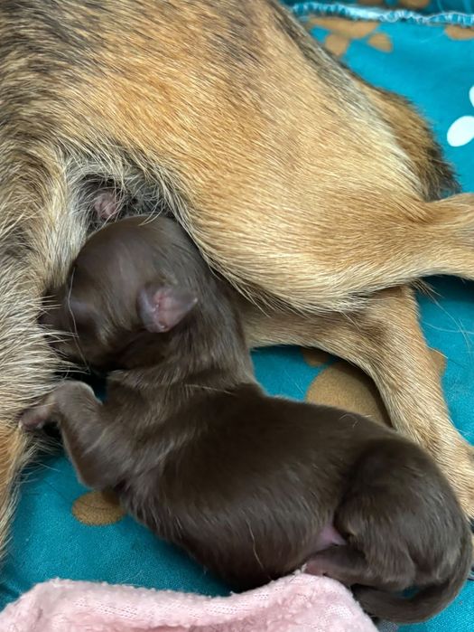Cães para venda raça chiuaua