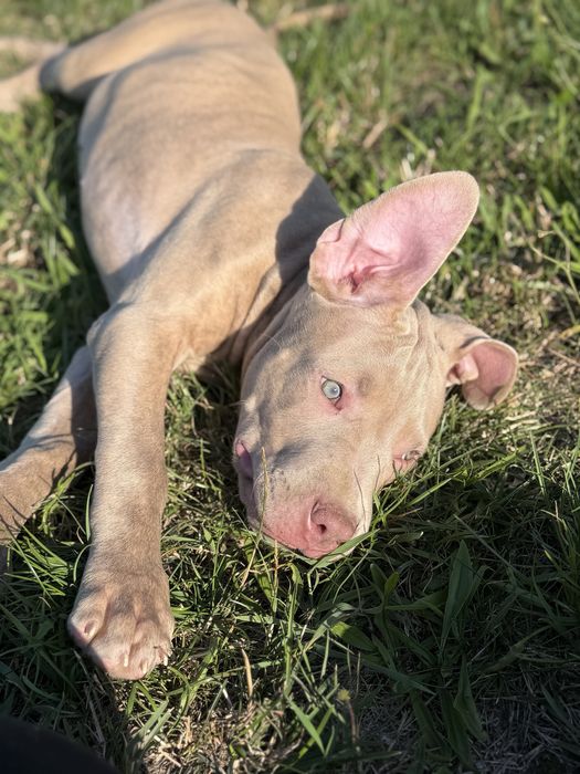 American Pit Bull Terrier *unikatowa suczka*