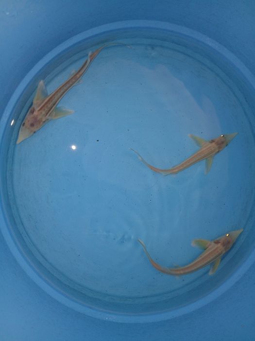 Esturjão albino 20/25cm