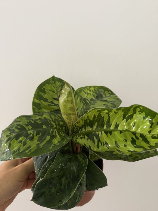 Homalomena Wallisii Camoflauge