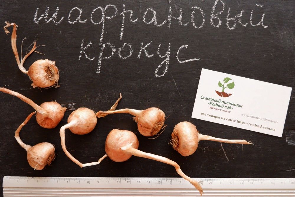 Шафран цибулини 20 шт шафрановый крокус луковицы семена Crocus sativus