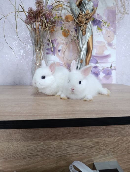 Карликовые кролики, самцы