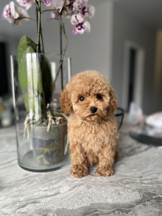 Lux maltipoo f2 ред браун