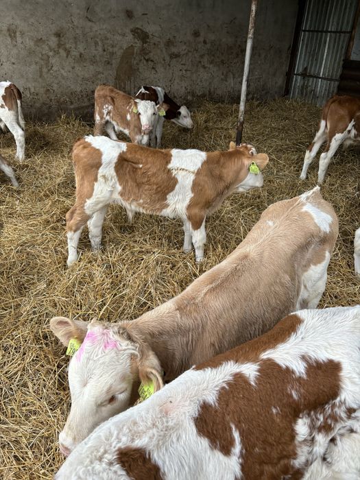 Sprzedam byki oraz jałówki