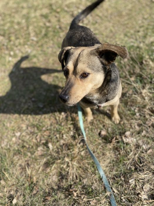 Szarik - roczny piesek do adopcji