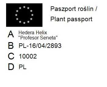 Bluszcz pospolity Profesor Seneta -Hedera Helix 02