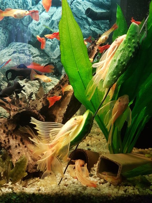 Zbrojnik Glonojad L144 WELONIASTY Rawa Mazowiecka Łódź