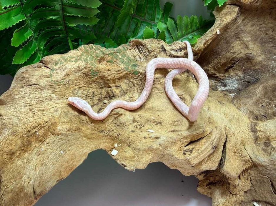 Wąż zbożowy węże zbożowe Warszawa