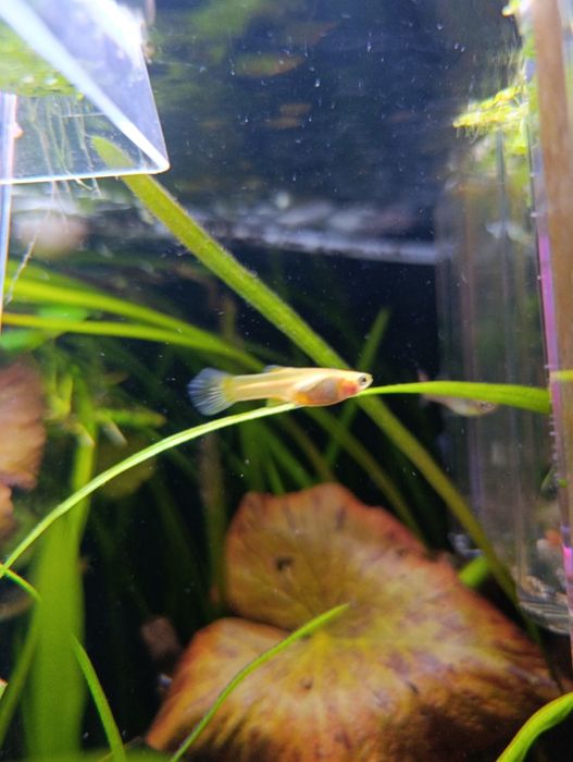 Guppys variados adultos e crias