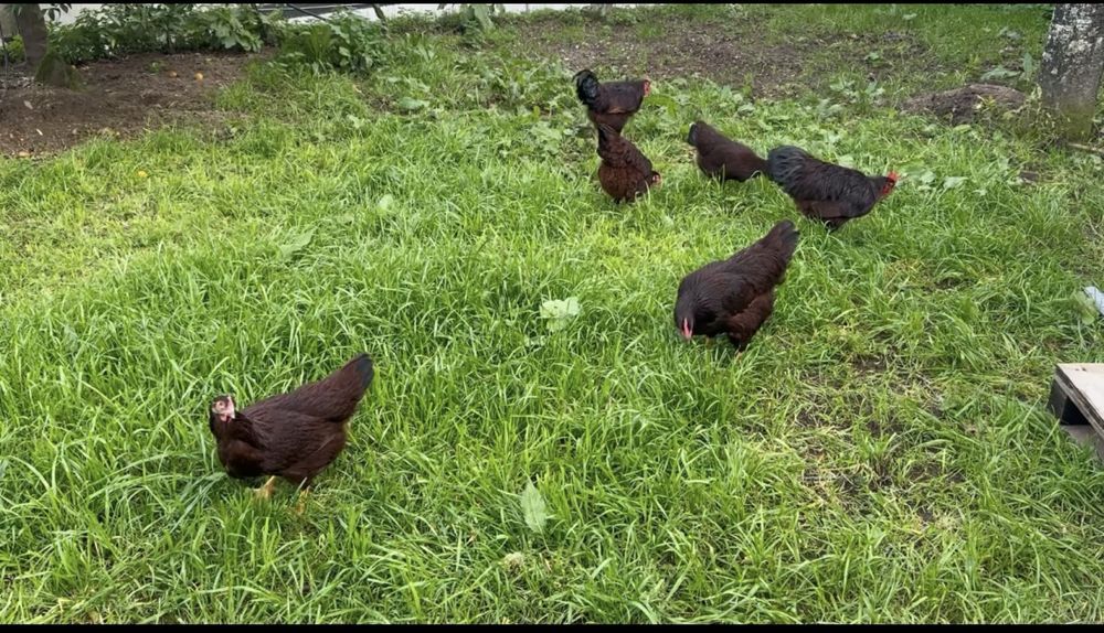 Ovos de rhode island red