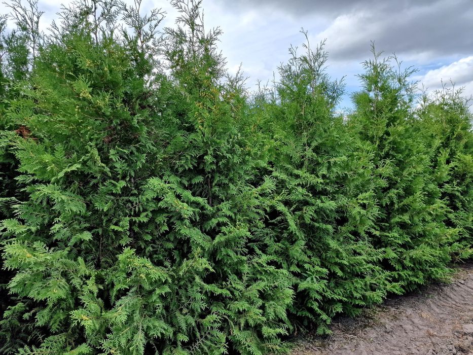 Tuja Smaragd 220-260 cm i inne thuja Szmaragd żywopłot Transport