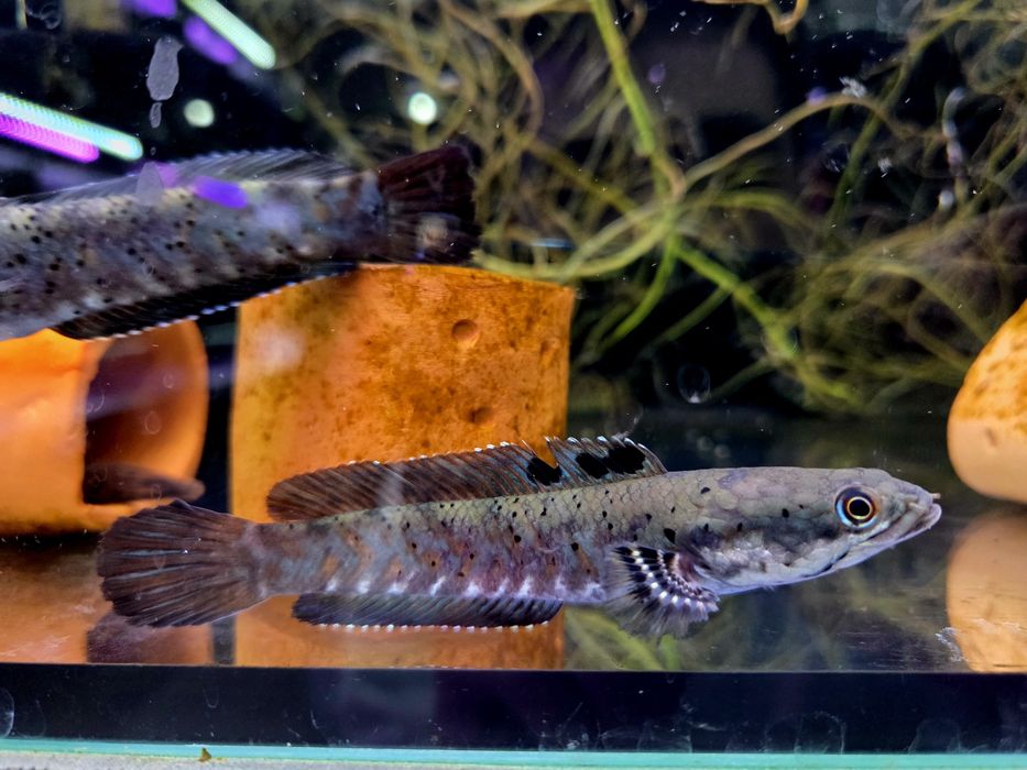 Channa pulchra (Wężogłów)