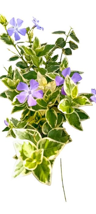 Plantas de Vinca Maior variegada ou nao variegada