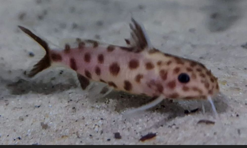 Synodontis petricola PINK rarytas