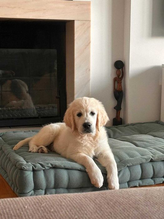 Golden retriever