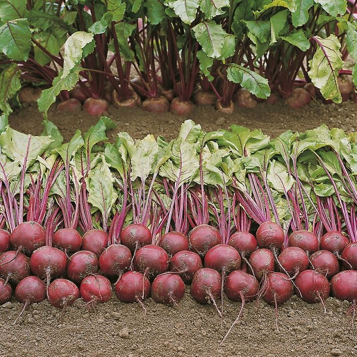 Насіння Буряка Пабло F1 Pablo F1 Семена Свеклы