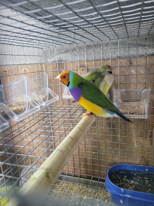 Diamante gould mais  voadeiras