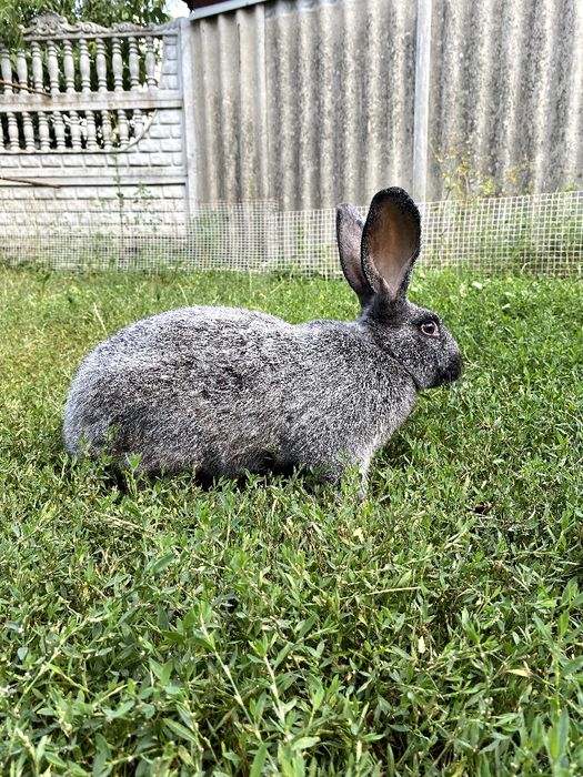 Продам кролики Полтавське срібло