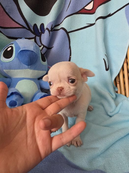 Chihuahua miniatura, cabeça de maçã.