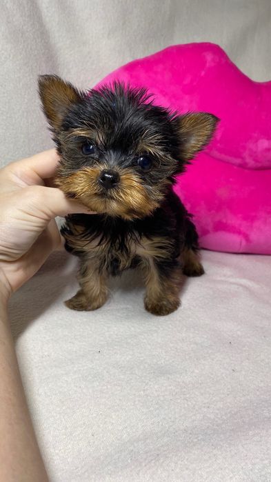 Міні йорки та мікро