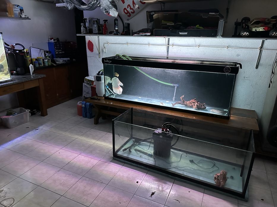 Aquário / Aquarios  grandes / terrario
