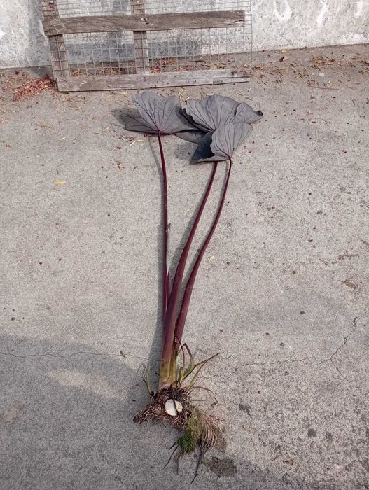 Colocasia esculenta