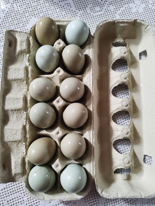 Ovos de animais criados ao ar livre