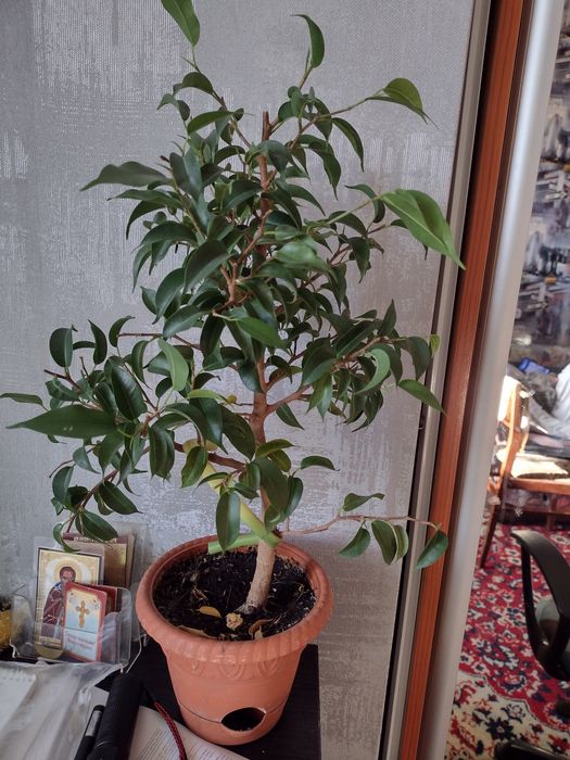 Комнатные  цветы