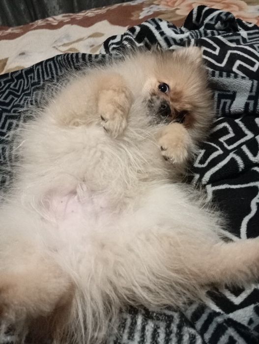 3000 грн.Акция до Різдва та Нового Року!!