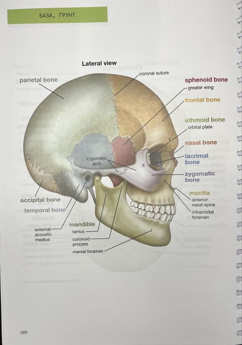 Анатомія, друкований стислий конспект
