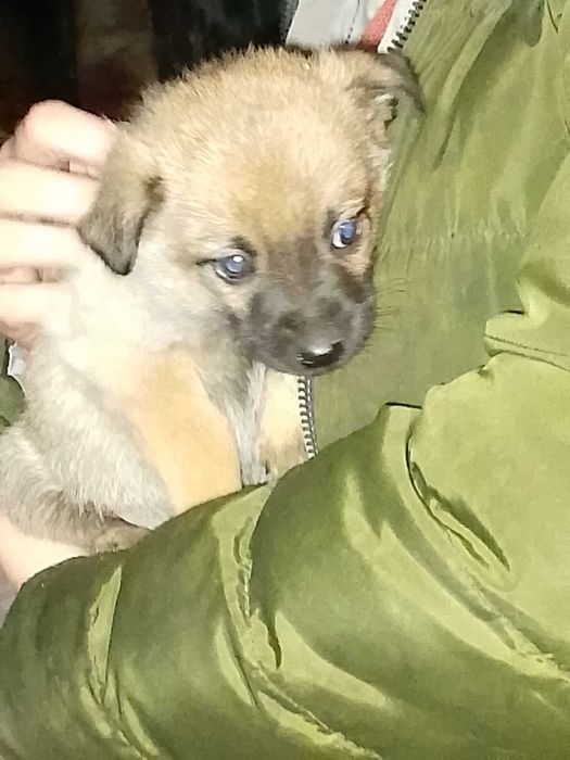 Oddam szczeniaka (suczka)