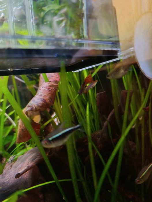 Guppys variados adultos e crias