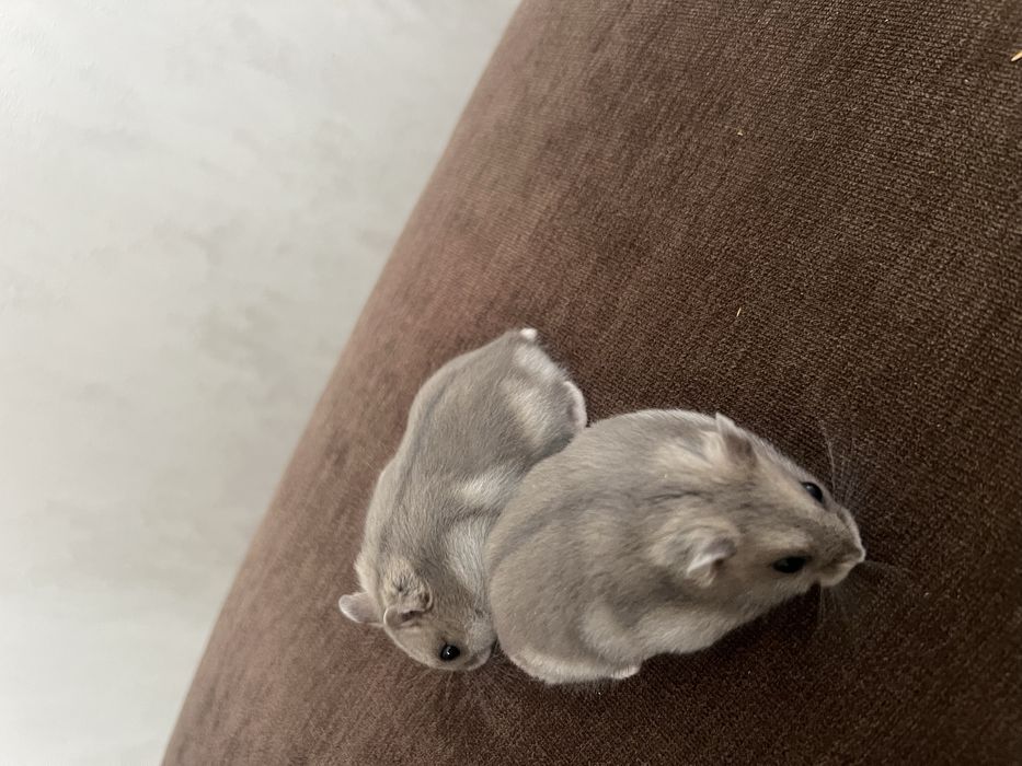 Продаю Джунгарських хомячків.