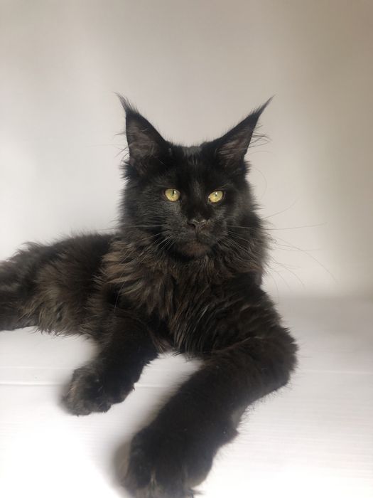 Кошеня Мейн Кун і дорослі кішки