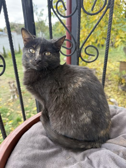 Кошенята шукають дім!