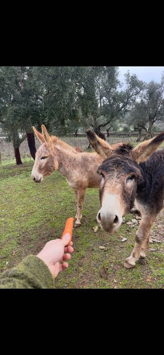 burros e burras dóceis