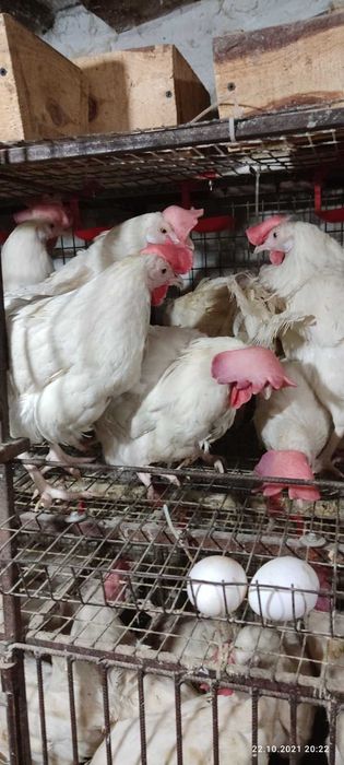 кури несушки! продам! Козелець